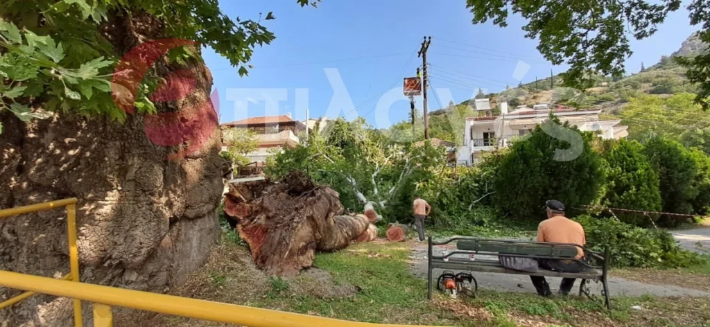 Σέρρες: Σκίστηκε στα δυο και έπεσε τεράστιος αιωνόβιος πλάτανος - Δείτε φωτογραφίες και video