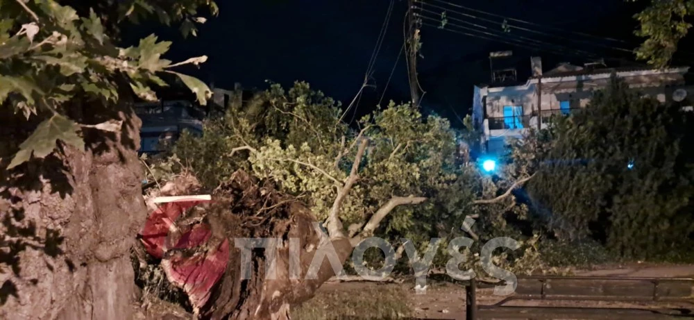 Σέρρες: Σκίστηκε στα δυο και έπεσε τεράστιος αιωνόβιος πλάτανος - Δείτε φωτογραφίες και video