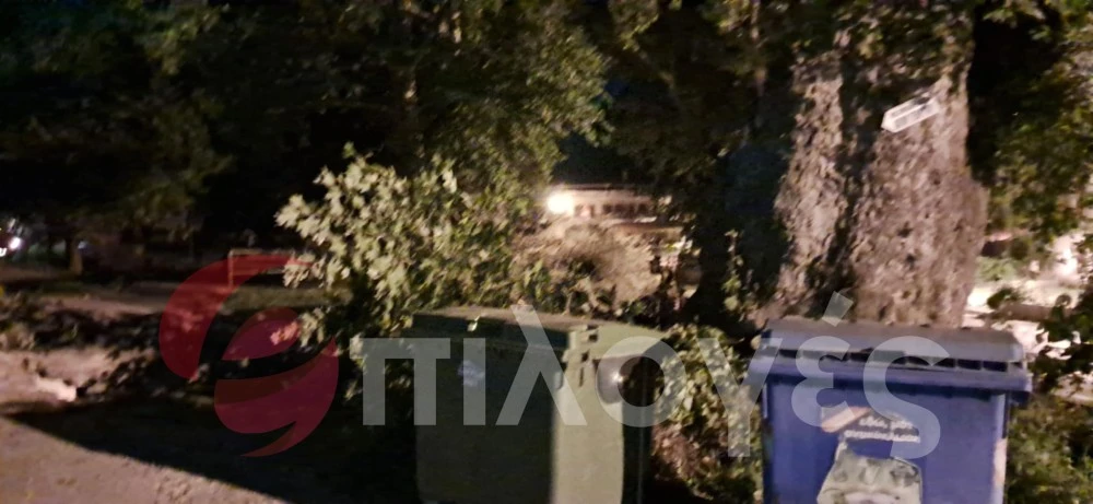 Σέρρες: Σκίστηκε στα δυο και έπεσε τεράστιος αιωνόβιος πλάτανος - Δείτε φωτογραφίες και video