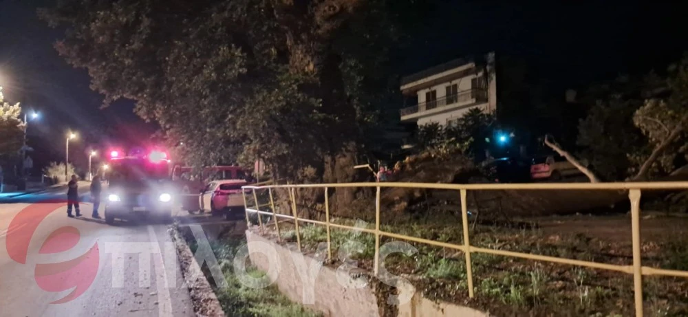 Σέρρες: Σκίστηκε στα δυο και έπεσε τεράστιος αιωνόβιος πλάτανος - Δείτε φωτογραφίες και video