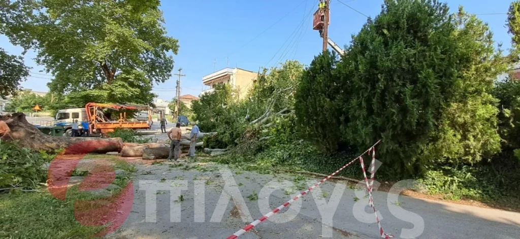 Σέρρες: Σκίστηκε στα δυο και έπεσε τεράστιος αιωνόβιος πλάτανος - Δείτε φωτογραφίες και video