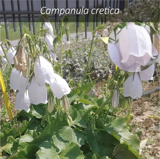 Ανθοπωλεία: Ξεχάστε τα εισαγόμενα τριαντάφυλλα λένε ερευνητές – Βάλτε ελληνικά αγριολούλουδα με αδειοδοτημένες καλλιέργειες