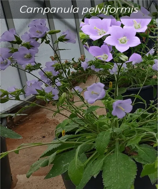 Ανθοπωλεία: Ξεχάστε τα εισαγόμενα τριαντάφυλλα λένε ερευνητές – Βάλτε ελληνικά αγριολούλουδα με αδειοδοτημένες καλλιέργειες