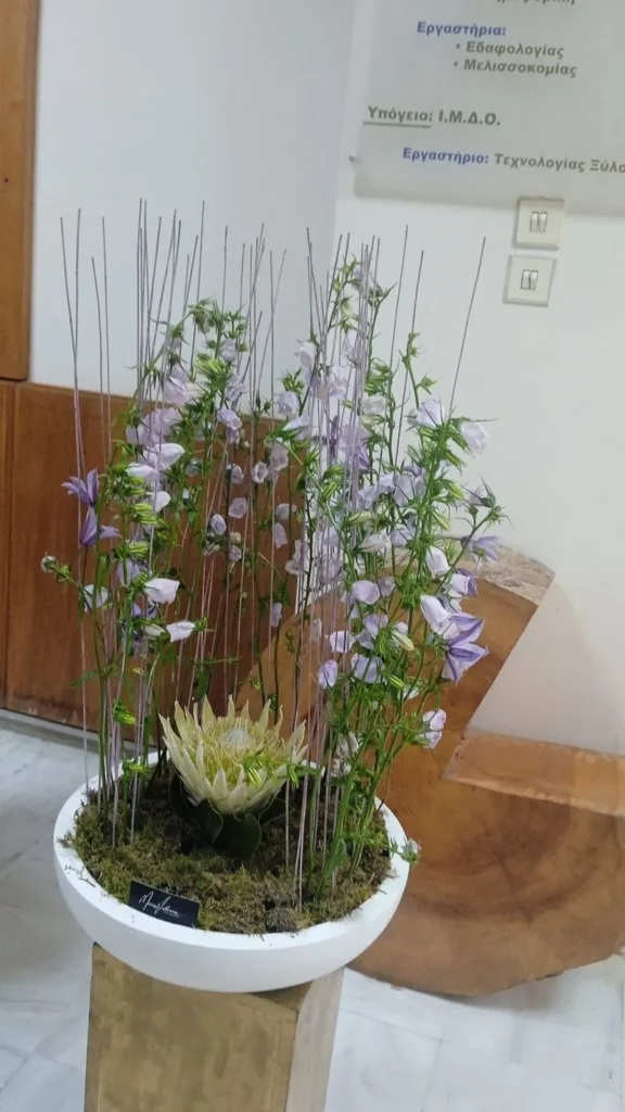 Ανθοπωλεία: Ξεχάστε τα εισαγόμενα τριαντάφυλλα λένε ερευνητές – Βάλτε ελληνικά αγριολούλουδα με αδειοδοτημένες καλλιέργειες