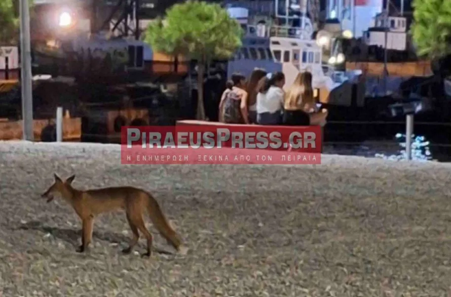 Δραπετσώνα: Αλεπούδες έκαναν βόλτες ανάμεσα στον κόσμο (φωτο)