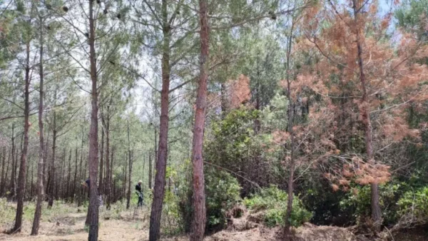 Απαγόρευση κυκλοφορίας στην ορεινή Χαλκιδική