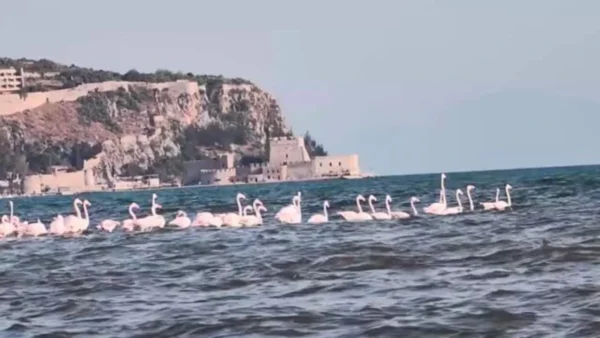 Καλοκαιρινές ροζ πινελιές σε θάλασσα και αέρα, φλαμίνγκο στο Ναύπλιο