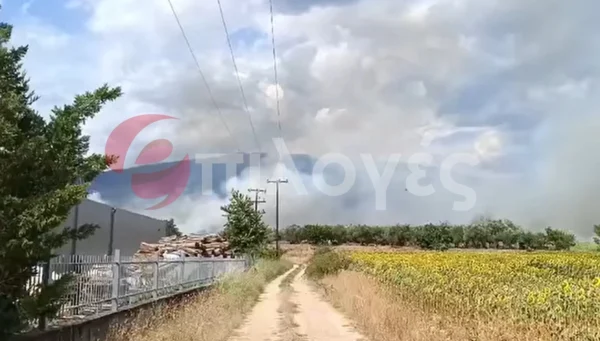 Συναγερμός στις Σέρρες: Μεγάλη φωτιά σε εργοστάσιο ξυλείας στο Νέο Σούλι - video