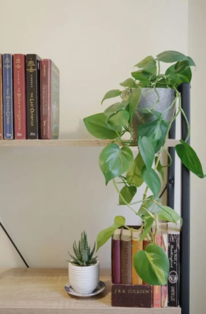 DIY σπρέι για για να προστατέψετε τα φυτά εσωτερικού χώρου 