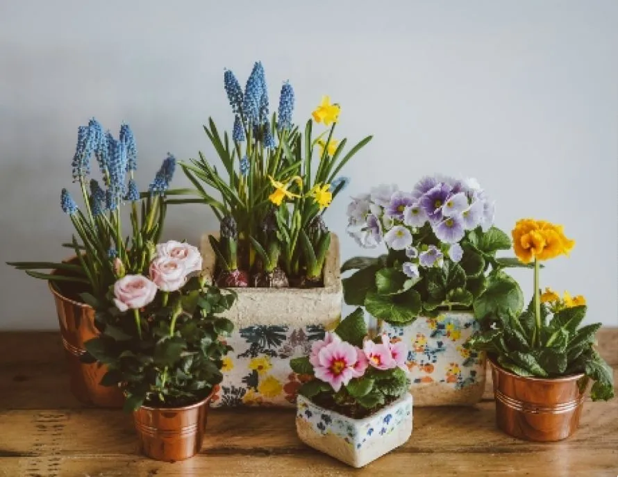 DIY σπρέι για για να προστατέψετε τα φυτά εσωτερικού χώρου 