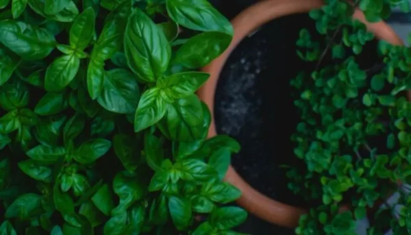 DIY σπρέι για για να προστατέψετε τα φυτά εσωτερικού χώρου