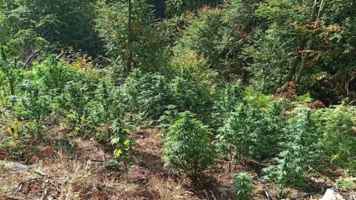 Χασισοφυτεία στον Λαγκαδά: Καλλιεργούσαν 453 δενδρύλλια κάνναβης