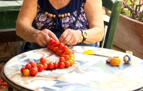 Χίος: Πως καλλιεργείται το παραδοσιακό άνυδρο ντοματάκι- Φημίζεται για τη γεύση και την ανθεκτικότητα σε υψηλές θερμοκρασίες