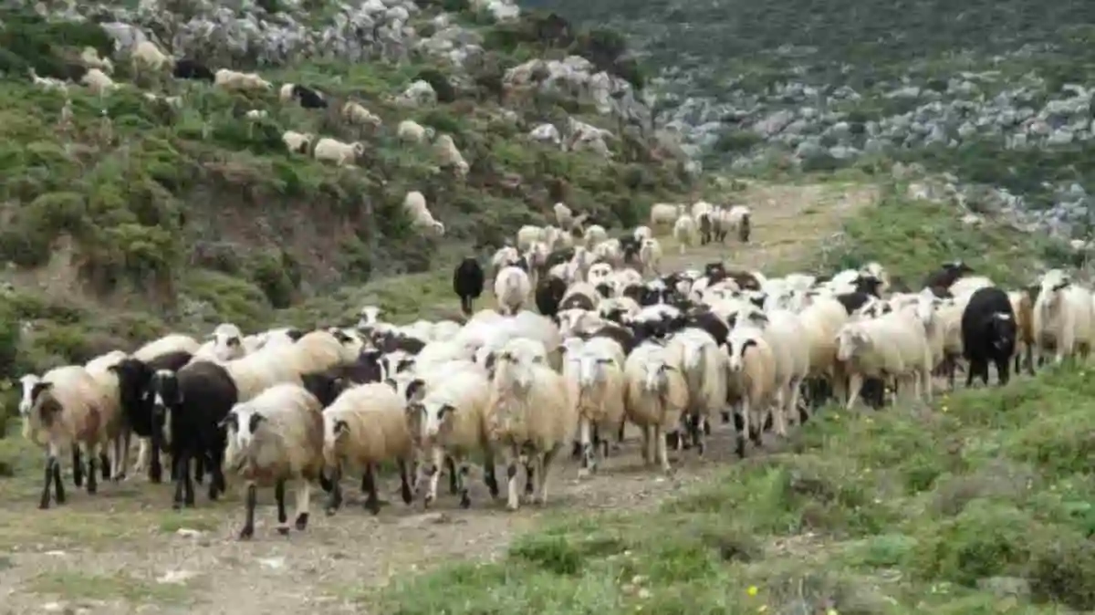 Σέρρες: Ξεκίνησε η θανάτωση 240 αμνοεριφίων μετά από κρούσμα ευλογιάς στο Νεοχώρι