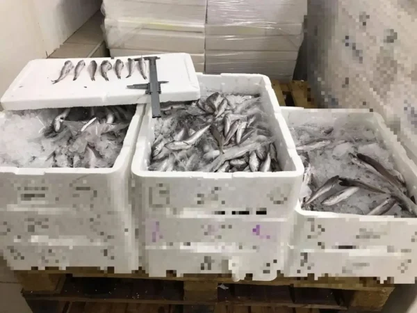 WWF Ελλάς: Η κατανάλωση των ψαριών που έχουν «εισβάλλει» στις θάλασσές μας αποκαθιστά την ισορροπία στο θαλάσσιο περιβάλλον