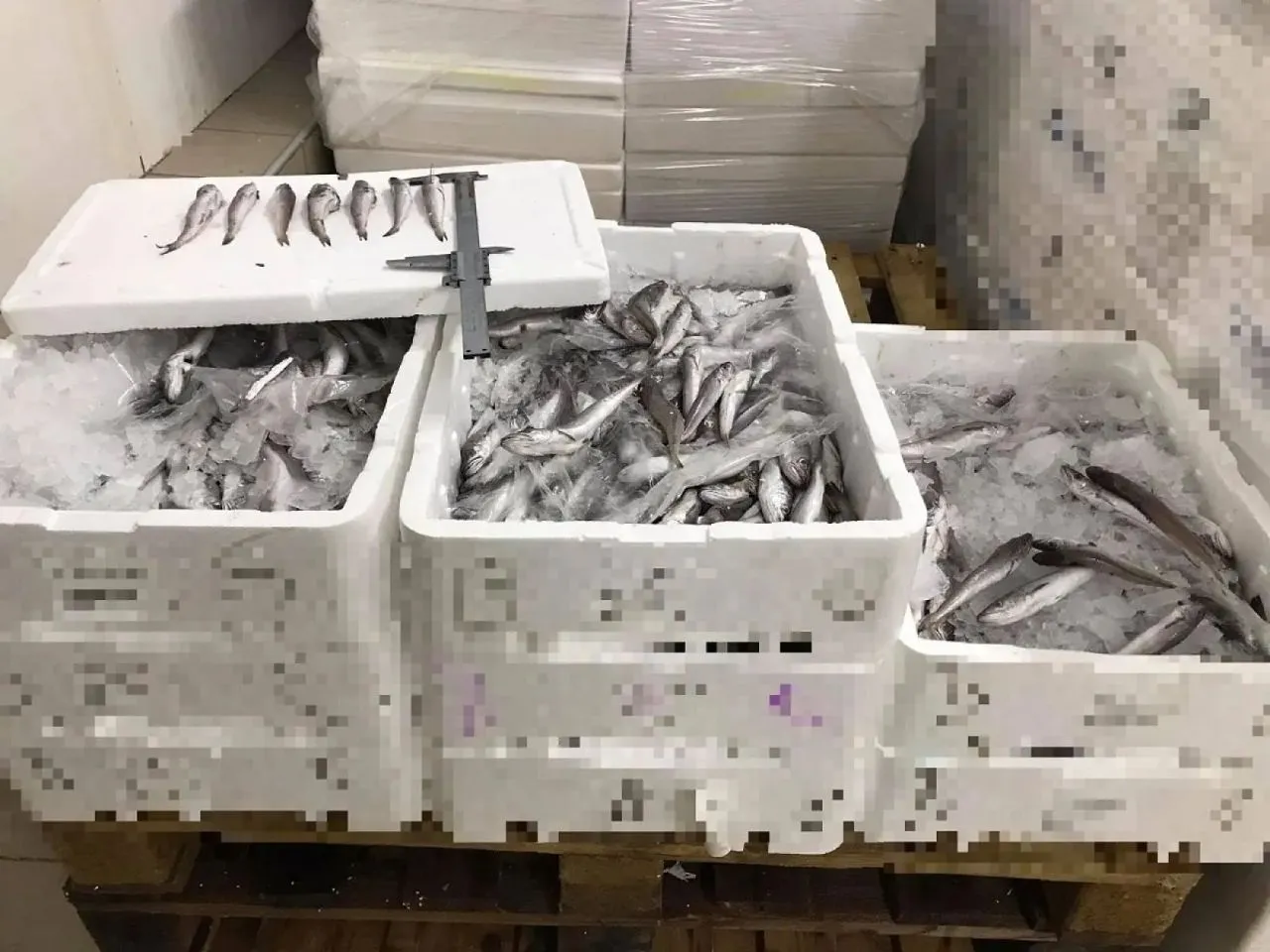 WWF Ελλάς: Η κατανάλωση των ψαριών που έχουν «εισβάλλει» στις θάλασσές μας αποκαθιστά την ισορροπία στο θαλάσσιο περιβάλλον