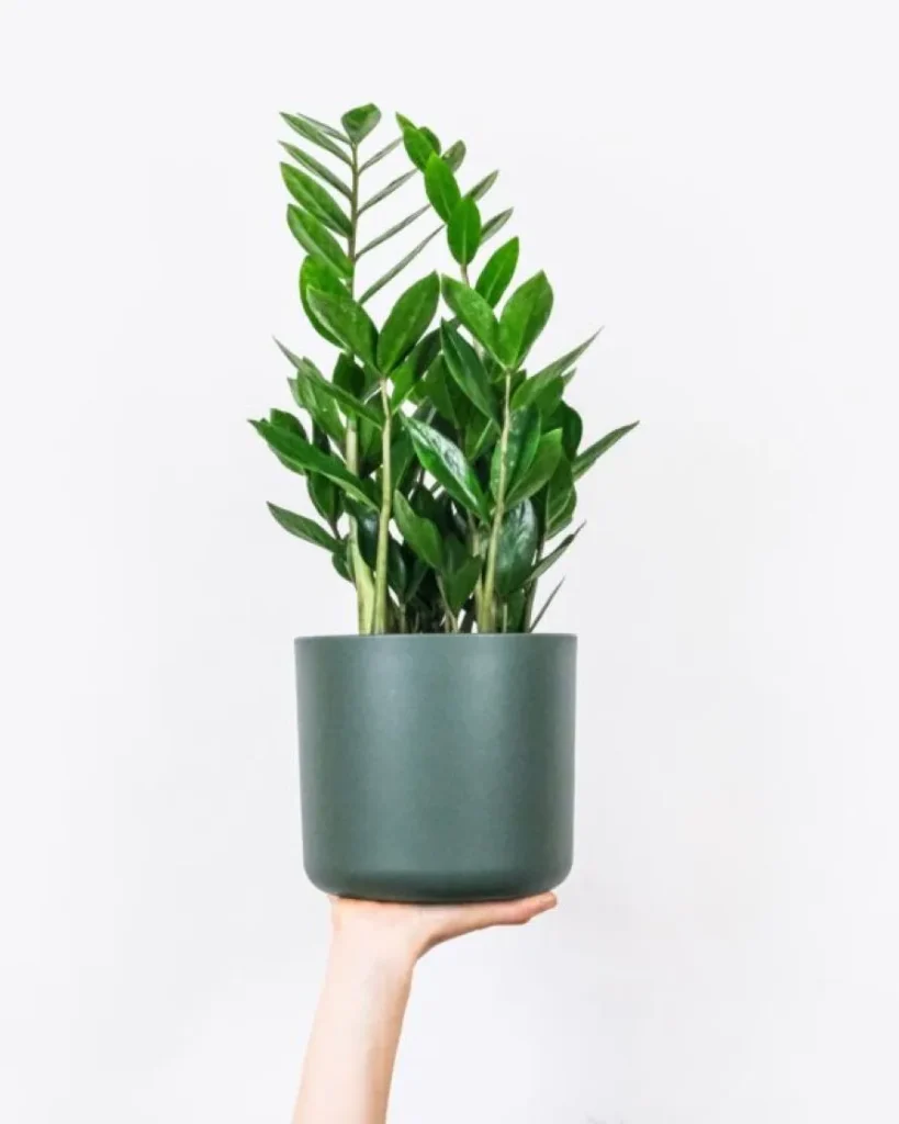 DIY σπρέι για για να προστατέψετε τα φυτά εσωτερικού χώρου 