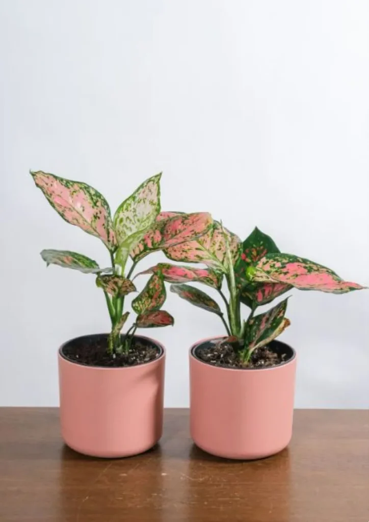 Φυτά που δροσίζουν το σπίτι: Οι καλύτερες επιλογές