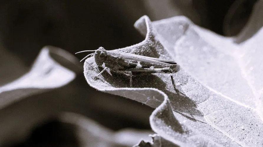 Όταν οι ακρίδες σκίασαν τον Αττικό ουρανό και ανάγκασαν τον δήμαρχο Πετράκη να τις επικηρύξει