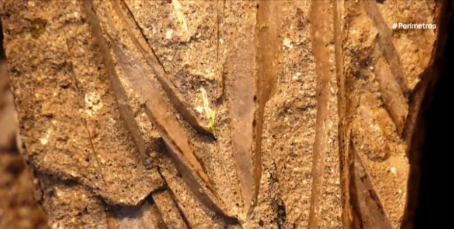 Απολιθωμένα φυτά εκατομμυρίων ετών στην Λέσβο