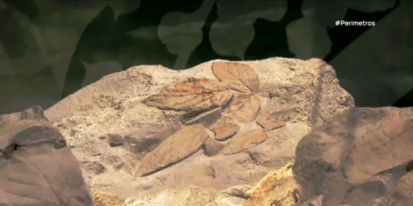 Απολιθωμένα φυτά εκατομμυρίων ετών στην Λέσβο