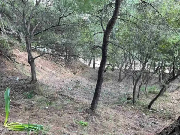 Χαλκιδική: Παρατείνεται έως 18/8 η απαγόρευση κυκλοφορίας λόγω πολύ υψηλού κινδύνου δασικής πυρκαγιάς