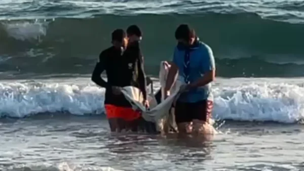 Μυτιλήνη: 4ήμερη μάχη για τη ζωή του μικρού Ορφέα, ενός νεαρού δελφινιού, από ομάδα επιστημόνων και εθελοντές