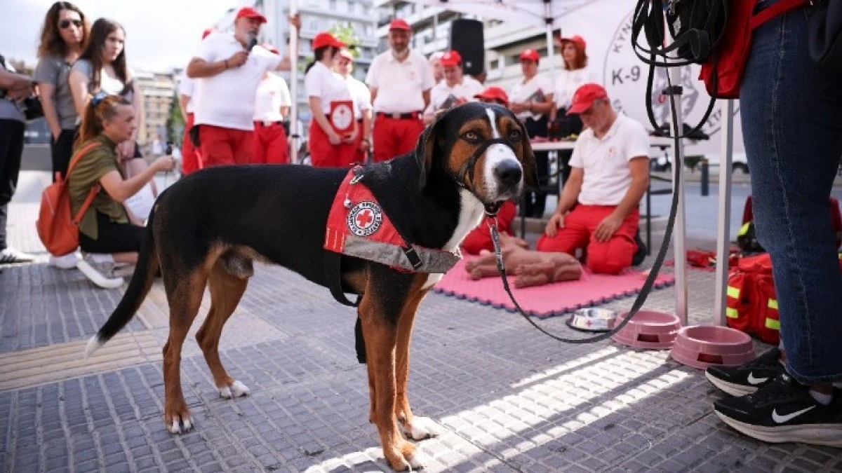 Πώς να σώσεις τον σκύλο σου και πώς μπορεί να σε σώσει κι εκείνος