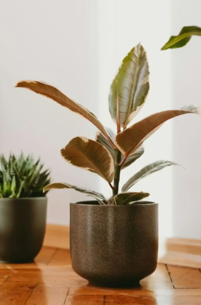 Φυτά που δροσίζουν το σπίτι: Οι καλύτερες επιλογές