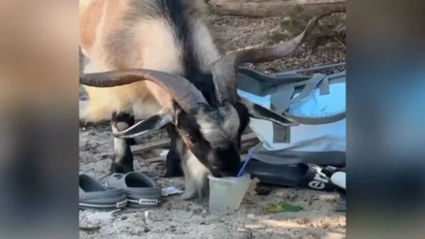 Κατσίκα πίνει... μοχίτο σε παραλία της Κρήτης