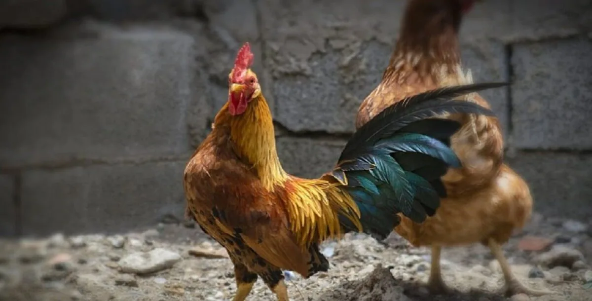 Παρέμβαση... κόκορα στην ανάλυση για Τραμπ - Ζελένσκι - το σπαρταριστό βίντεο