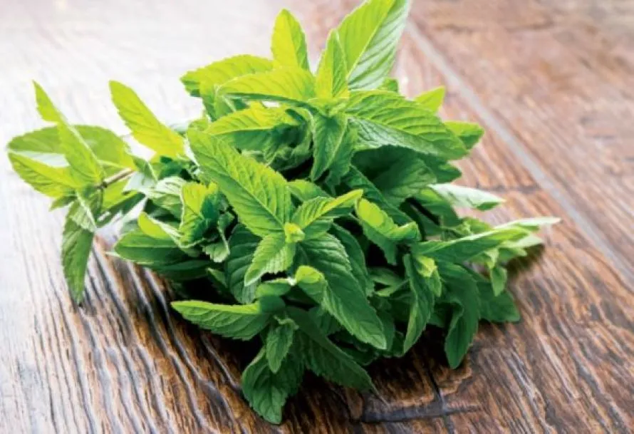 Φυτά που δροσίζουν το σπίτι: Οι καλύτερες επιλογές