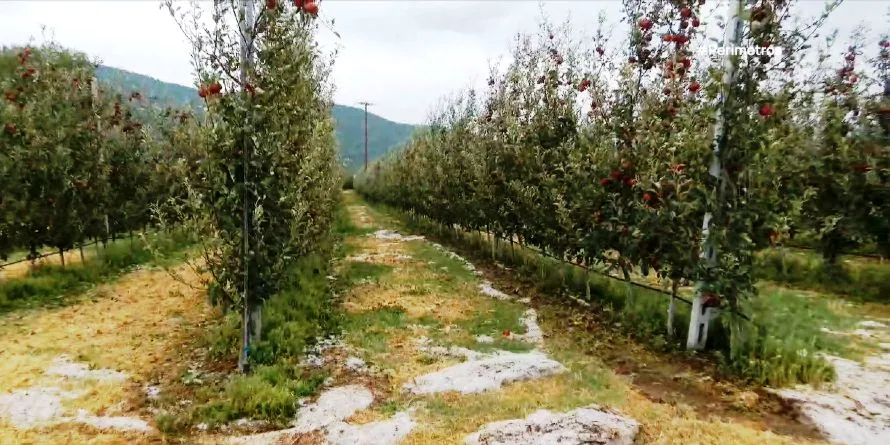 Καταστροφές από χαλάζι σε μηλοκαλλιέργειες στην Καστοριά