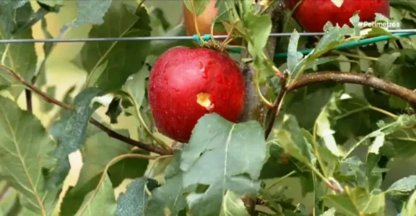 Καταστροφές από χαλάζι σε μηλοκαλλιέργειες στην Καστοριά