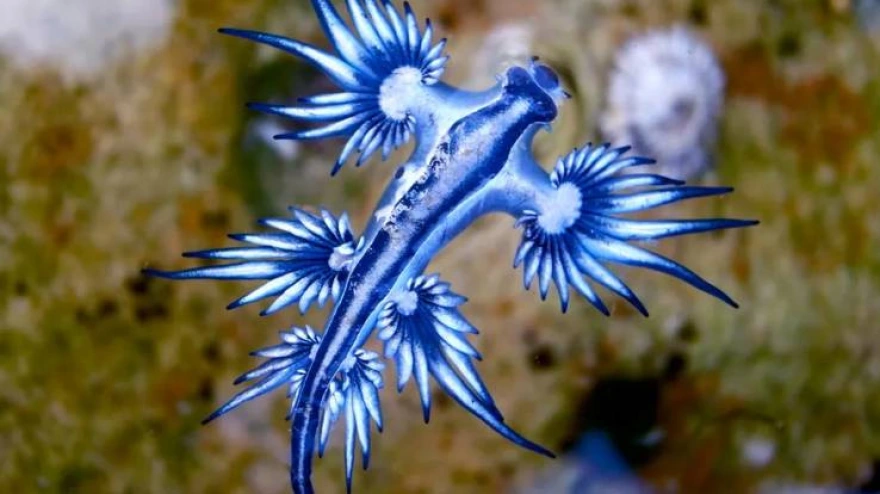 Τι είναι ο μπλε δράκος και γιατί η Ισπανία έκλεισε παραλίες της - «Αν σας τσιμπήσει, ζητήστε αμέσως πρώτες βοήθειες»