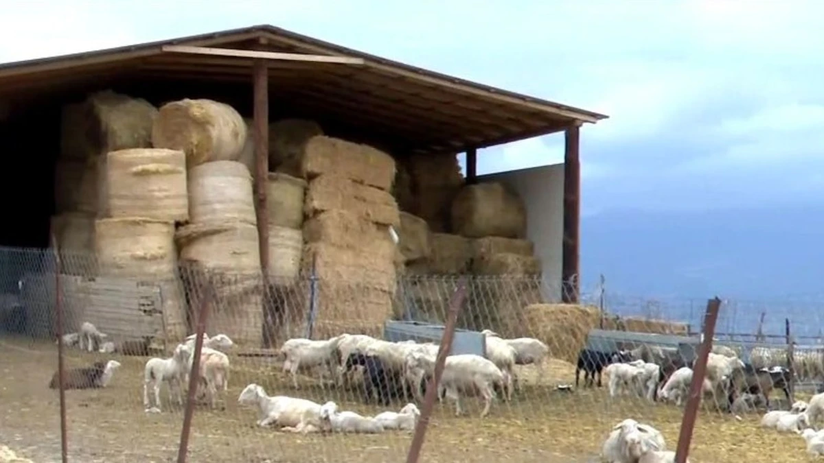 Ευλογιά αιγοπροβάτων σε Ανατολική Μακεδονία – Θράκη: 100.000 ζώα οδηγήθηκαν σε θανάτωση τον τελευταίο χρόνο