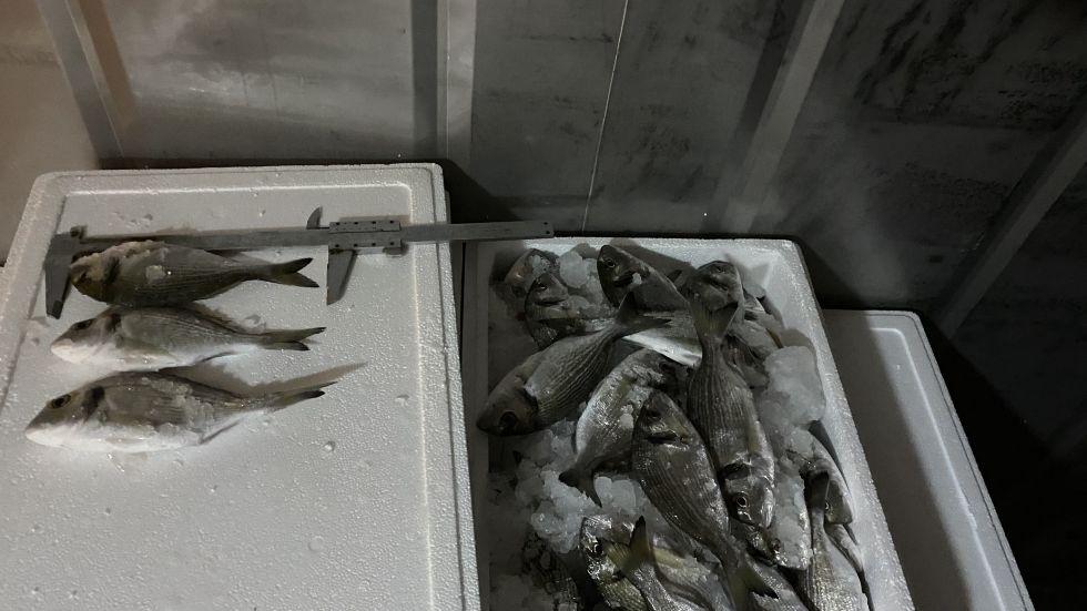 Κόρινθος: Έκλεψε πάνω από 450 κιλά τσιπούρες ιχθυοτροφείου για να τις πωλήσει σε ψαράδικο