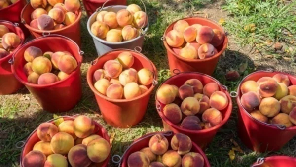 Κάμψη στον κλάδο της κομπόστας «βλέπει» η Ένωση Κονσερβοποιών Ελλάδας