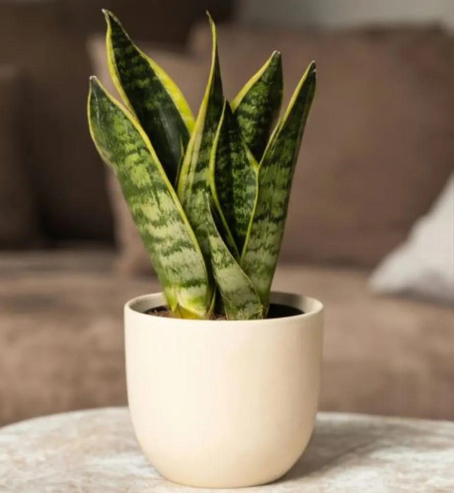 Φυτά που δροσίζουν το σπίτι: Οι καλύτερες επιλογές