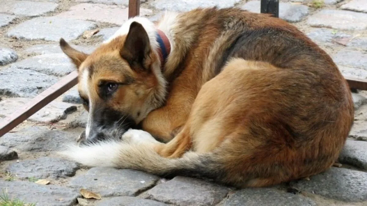 Αθωώθηκε 66χρονη για ηλεκτρονικό κολάρο σε σκύλο, ποινική έρευνα για τον γιο της – ιδιοκτήτη του ζώου