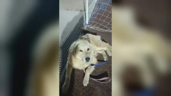 Μάχη των εθελοντών για να σώσουν τα ανυπεράσπιστα πυρόπληκτα ζώα
