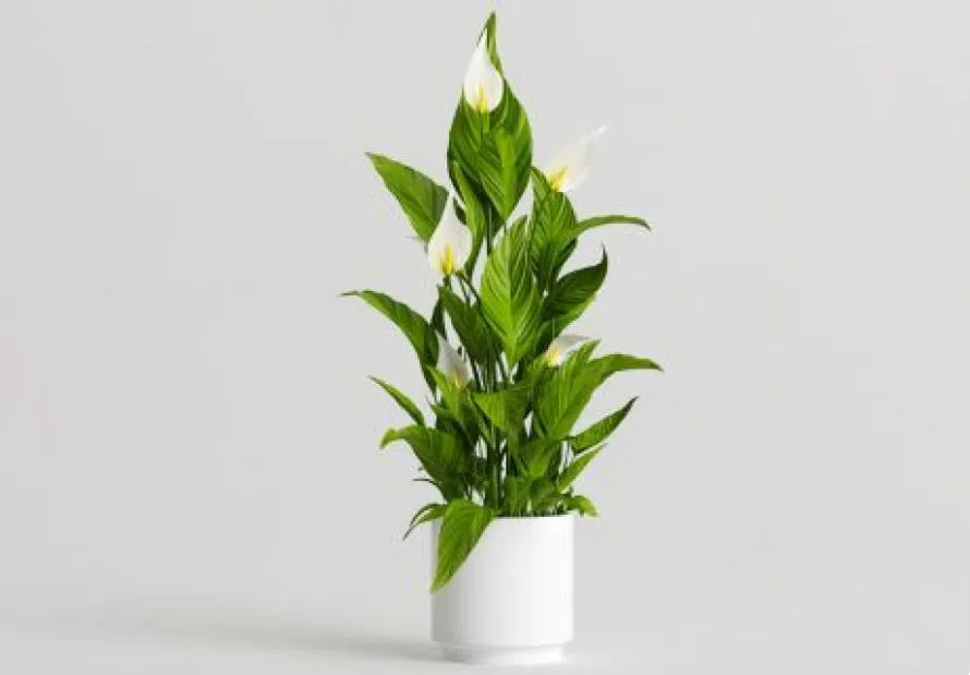 Φυτά που δροσίζουν το σπίτι: Οι καλύτερες επιλογές