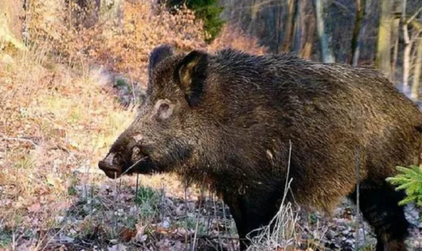Ενημέρωση για τον αφθώδη πυρετό - Πώς μεταδίδεται
