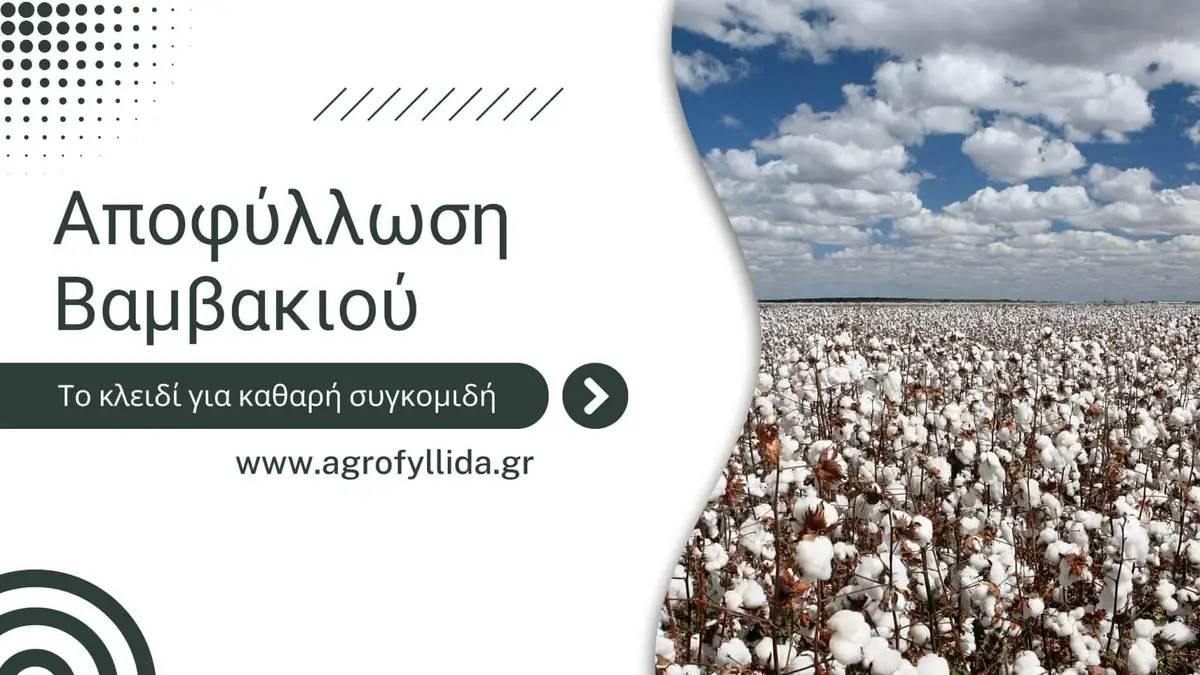 Αποφύλλωση Βαμβακιού – Το κλειδί για καθαρή συγκομιδή