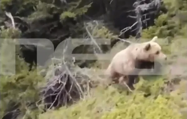 Συγκλονιστικό βίντεο ντοκουμέντο από την επίθεση αρκούδας στον ορειβάτη στη Δράμα – Η στιγμή της πτώσης του στον γκρεμό