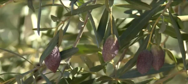 Χαλκιδική: Η λειψυδρία καταστρέφει τη φημισμένη πράσινη ελιά – Σε απόγνωση οι παραγωγοί