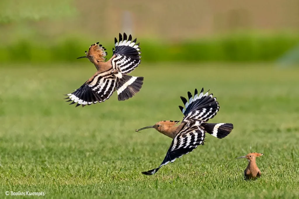 Γιορτή των Πουλιών 2025: γιορτάζουμε τη φθινοπωρινή μετανάστευση σε κάθε γωνιά της χώρας!