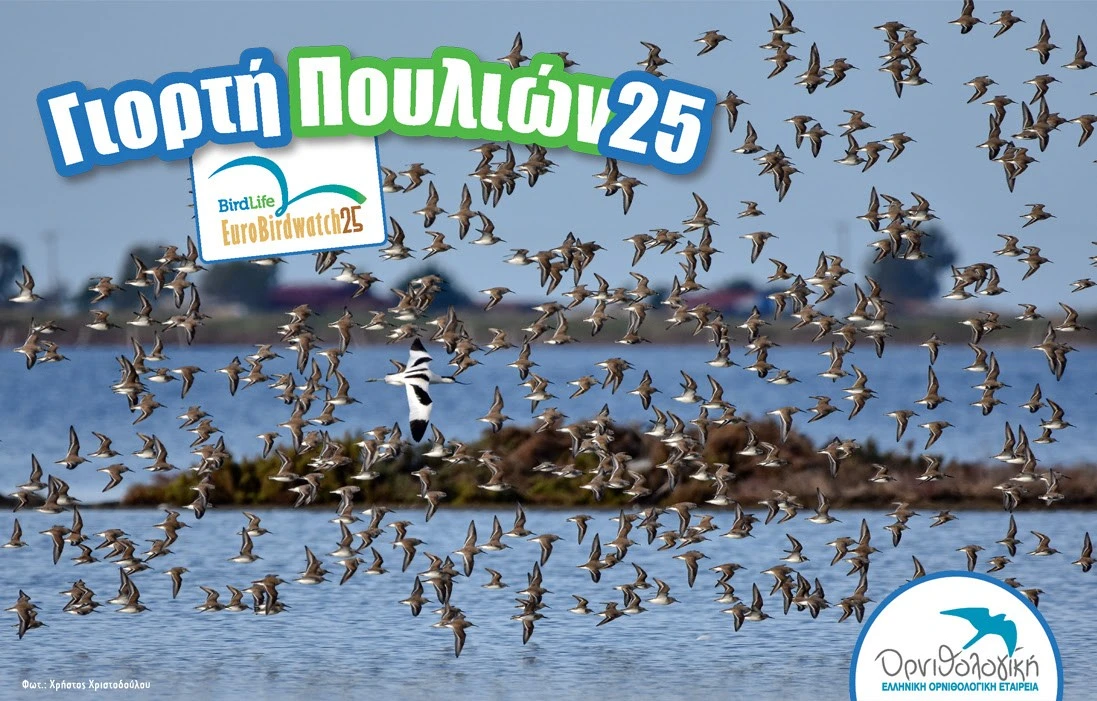 Γιορτή των Πουλιών 2025: γιορτάζουμε τη φθινοπωρινή μετανάστευση σε κάθε γωνιά της χώρας!