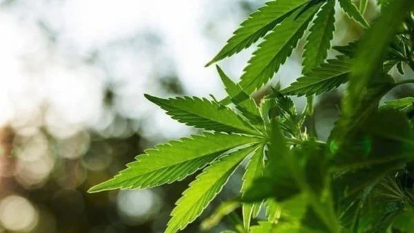 Συνελήφθησαν 12 άτομα για ναρκωτικά σε περιοχές της Αν. Μακεδονίας και Θράκης
