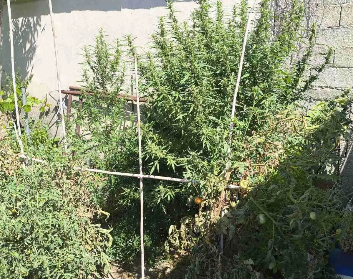 Σέρρες: Καλλιεργούσε στην αυλή του 3 δενδρύλλια κάνναβης